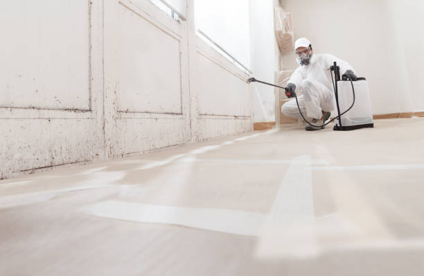 Black mold remediation team in Wilmington