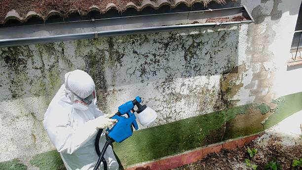 Mold Removal service in Wilmington